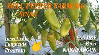 BELL PEPPER FARMINGATSALinsecticidefungicide Programfarm atsal bellpeppers farming [upl. by Anoerb]