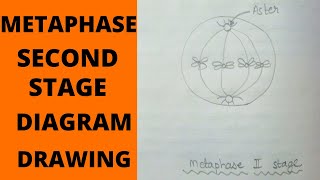 Metaphase 2 Stage  How to Draw Metaphase 2 Stages of Meiosis  What is MetaphaseMetaphase 2 Stage [upl. by Allehcim]