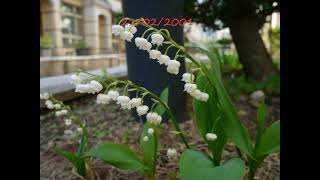 Lily of the Valley Planting Record 2021 [upl. by Nosreip]