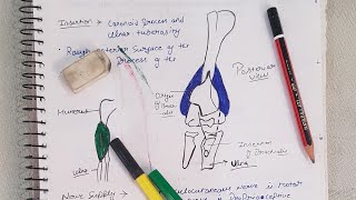 brachialis muscle short anatomy [upl. by Brittni926]