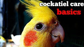 How to take care of cockatiels in HindiUrdu and English [upl. by Chrissie]