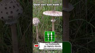 ⏱️ 1 minute pour réviser 6 champignons 🍄 communs épisode 3 quiz naturelovers champignons [upl. by Kirschner]