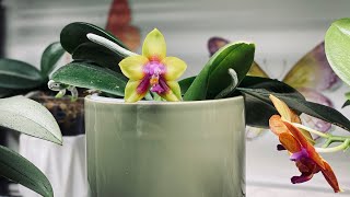 Best Success Growing Orchids Indoors  Indoor Humidity and Temperatures [upl. by Allerim]