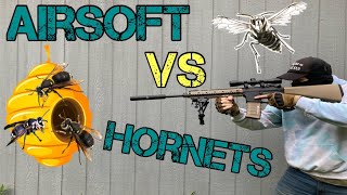 Airsoft vs Hornets Hornets Nest 100 Compromised [upl. by Ramsdell]