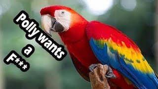 Ultimate Parrots swearing like humans compilation 110 REUPLOAD [upl. by Millda]