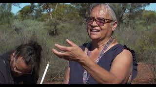 Witchetty Grub Hunting in the Goldfields [upl. by Rasla]