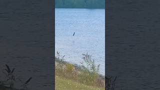 Lapwing Lands Next To Lake  Pugneys Country Park birds nature avian [upl. by Steiner]