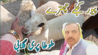 kajle chhatri totapari gulabi 😜💕🤪animal goat animal 567 [upl. by Marvin]