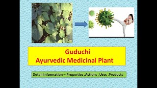 Guduchi l Giloy l Tinospora Cordifolia l Health Benefits of Guduchi l Immunity Booster l Property [upl. by Malvie]