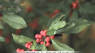 Ilex decidua deciduous Holly [upl. by Elfont]