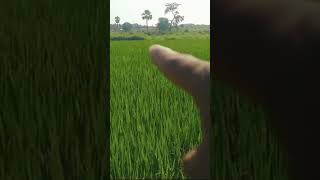 LAND FOR SALE ZAFFERGADH JANGAON CONTACT NO 9949455303 [upl. by Iek]