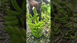 Banana 🍌 Cutting and packing part 149 [upl. by Rannug]