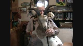 The Goat Bagpipes with huge horns  gaida gajda гајда гайда Pajdusko oro [upl. by Kcajyllib425]