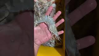 Udang windu youtubeshorts food makananlaut fishing seafood udang shrimp [upl. by Rossner174]