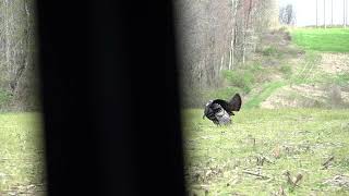 2024 West Virginia Youth Turkey Hunt Pt2 [upl. by Ehcram507]