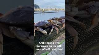 Crabbing Winchester Bay Jetty fishing durasnare crabsnare crab crabbing oregon hooked [upl. by Sylado420]