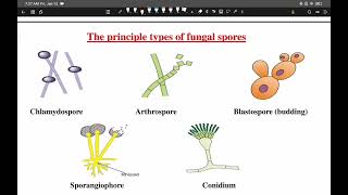 HU General Microbiology Mycology [upl. by Moreland]