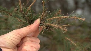 La tordeuse des bourgeons de l’épinette fait des ravages à SainteAdèle [upl. by Kesia]