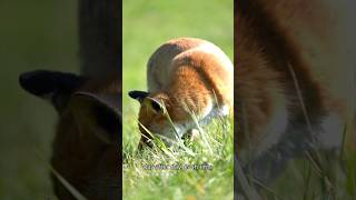 The Clever Foxs Daily Routine for Survival  Heartwarming Story 🦊 [upl. by Latham]