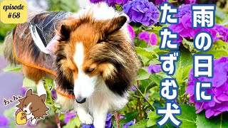 【雨の日の憂鬱】犬散歩・どしゃ降りの日はどうするの？ [upl. by Onra]