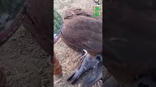 Laggar Falcon Juvenile falconery birds wildlife [upl. by Merc]