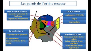 Lorbite osseuse et les fosses nasales [upl. by Alleahcim]