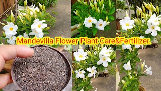 Best Fertilizer For Mandevilla flower plant।Mandevilla flower plant Care।Green Heaven In Terrace। [upl. by Arnelle]