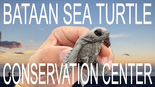 WE RELEASED BABY SEA TURTLES AT THE BATAAN PAWIKAN CONSERVATION CENTER Bataan 2021 Travel Vlog [upl. by Elleoj]