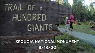 Hike through the Trail of 100 Giants in Sequoia National Monument [upl. by Stutman]