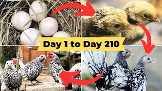 Silver Sebright Chicken Growth Time Lapse from Broody Hen Hatching Eggs to Adult Sebright Bantam [upl. by Arec]