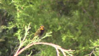 Yellowfaced Grassquit [upl. by Asusej]