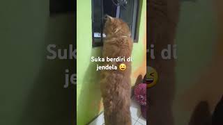 Oyen berdiri di depan jendela cat kucingoyenlucu catlover kucing [upl. by Ahkeber]