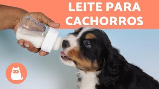 LEITE PARA FILHOTE DE CACHORRO pode ⚠ [upl. by Coffee499]