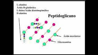 Aprenda Plugado  BACTERIOLOGIA  Aula 04 Slide 10  Peptidoglicano estrutura [upl. by Fabron]