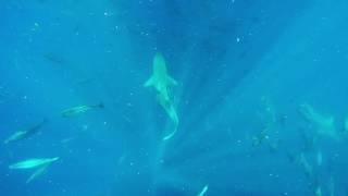 Shark and Dolphin Feeding Frenzy on Bait Ball in Costa Rica GoPro [upl. by Nomzaj]