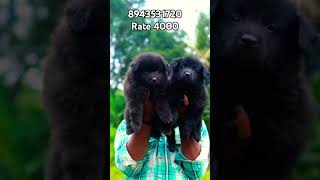 Top quality Pomeranian male puppy available in Kerala  vichu poochakkal [upl. by Volpe960]