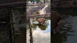 水草食べる可愛い鹿さん🫎奈良公園 [upl. by Naenej409]