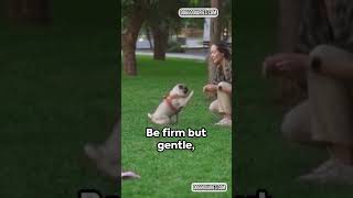 Quick Tips of Basic obedience training Puppy Tips obedience training Dogs puppytrainingdogtraining [upl. by Larine868]