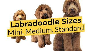 What Labradoodle Size is Best 🐶 Mini 🐶 Medium 🐶 Standard [upl. by Anitnahs]