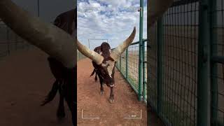 🔴 ANKOLE WATUSI ✅ Ankole Longhorn [upl. by Lister253]