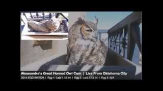 Alessondras OKC Great Horned Owl Cam Mrs T lays 3rd egg 1138am 1162014 [upl. by Ahtelat]