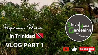 Growing Pigeon Peas in Trinidad  Garden Vlog  Caribbean Life [upl. by Ydoow]