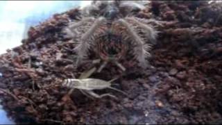 Tarantula Feeding Video 41  Finishing Off the leftovers [upl. by Paff]