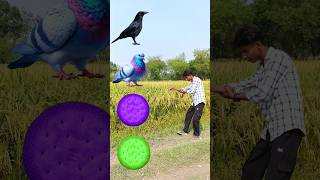 Green parrot pigeon crow peacock 🦚 shortsfeed viralvideos shortvideos short trendingtranding [upl. by Diena344]