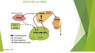 Sistema digestivo de los rumiantes Digestión de Proteínas Ciclo de urea Digestión de lípidos [upl. by Jepson]