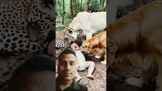 Animal love baby care tiger baby animals dog tranding [upl. by Hamo612]