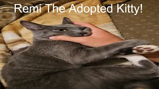 Remi The Adopted Kitty [upl. by Nodal]