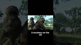 Unexpected Monkey Encounter Watch What Happens baboon knowsley themepark safaripark [upl. by Gearalt]