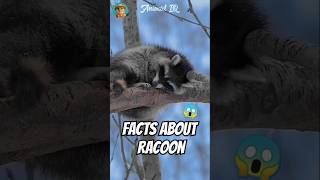 Did You Know This About Racoons🦝  racoons factshorts animaliq animalshorts [upl. by Oicaro836]