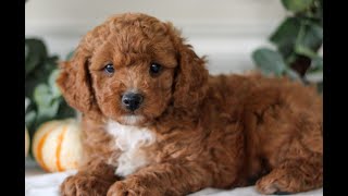 Cavachonpoo Puppies for Sale [upl. by Quigley]